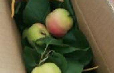 集团发放无公害水果慰问全体员工